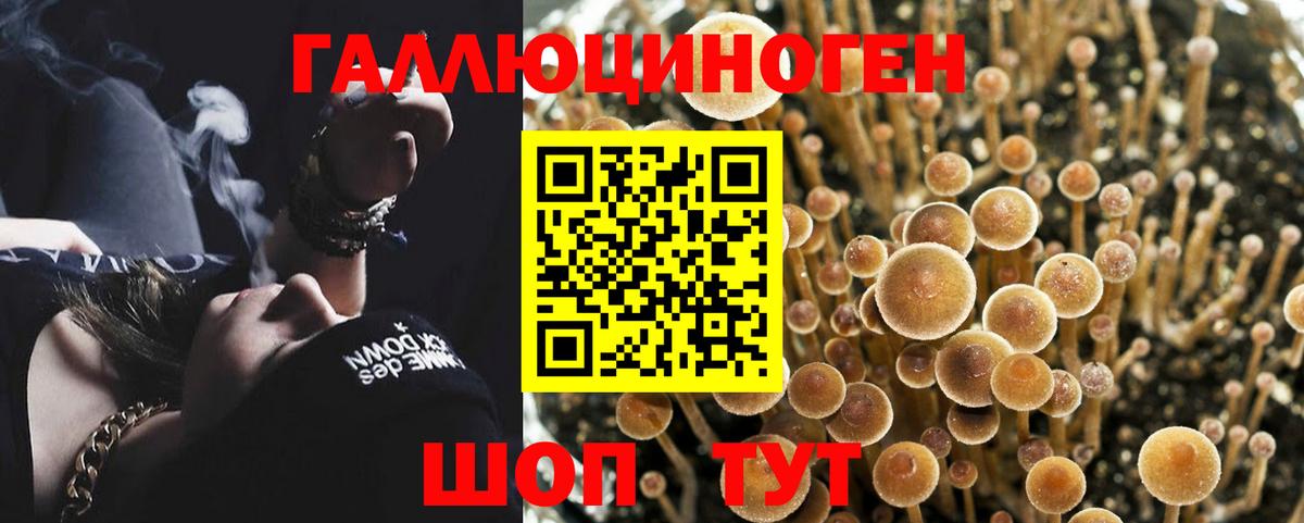 Псилоцибиновые грибы Psilocybe  Галлюциногенные грибы MAGIC MUSHROOMS  Уварово  Вход с VPN 